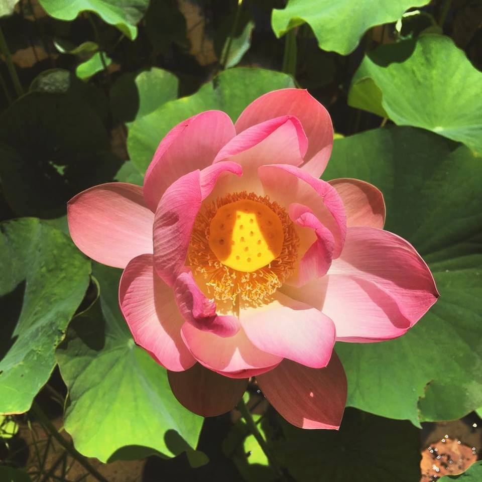 Lotus Upgrade – our 1st online course launches tomorrow!