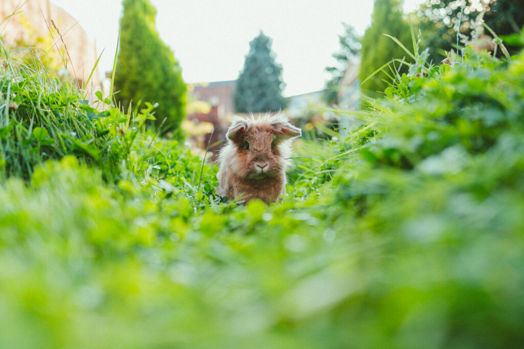 The Heartwarming Tail Of Columbus The Rabbit