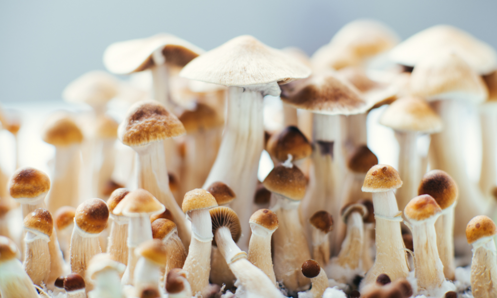 UK Breakthroughs In Psilocybin Treatment